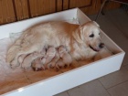 �t��ata Golden Retriever s PP