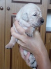 �t��ata Golden Retriever s PP