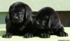 Labrador retriever s PP ern ..pejsci