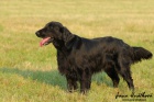 Nabdka kryt-Flat coated retriever s PP, Corry ze Strun