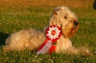 IRISH SOFT COATED WHEATEN TERIER