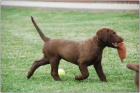 Chesapeake bay Retriever