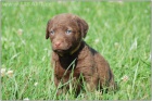 Chesapeake bay Retriever