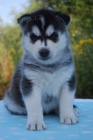 Siberian husky - �teniatka s pp