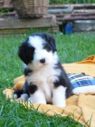 Bearded Collie / klie - krsn kluci s PP