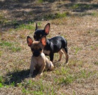 �ivava kr�tkosrst� , dlouhosrst�