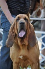 bloodhound steniatka