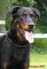 tata beauceron-Sorbon z filmu Angelika