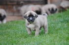 Kangal-Anatolsk pasteveck pes (tata s PP)