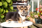 Welsh corgi pembroke - �t�n� - pes s PP