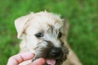 IRISH SOFT COATED WHEATEN TERIER