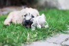 IRISH SOFT COATED WHEATEN TERIER