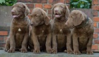 Chesapeake bay retriver s PP(okoldov fenky)