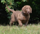 Chesapeake bay retriver s PP(okoldov fenky)