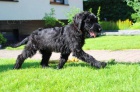 tn briard - prv k odbru