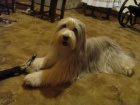 Bearded Collie / kolie