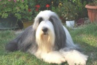 Bearded Collie / kolie