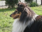 SHELTIE KRYT