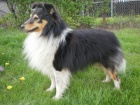 SHELTIE KRYT