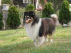 SHELTIE KRYT