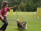 SHELTIE KRYT