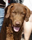 Chesapeake bay retriever