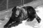 Prodm ttka Flat Coated Retriever