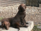 Flat coated retriever s PP - hnd ttka