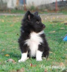 eltie