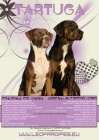 Louisinsk Leopard Pes Catahoula