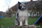 eltie