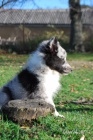 eltie