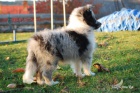 eltie