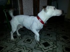 Jack russell terrier russel terier na kryt�