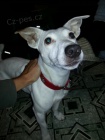 Jack russell terrier russel terier na kryt�