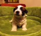Jack Russell teri�r - �t��ata s PP