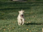 Irish soft coated wheaten terier