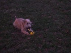 Irish soft coated wheaten terier