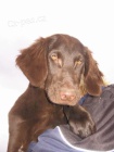 Flat coated retriever s PP - hnd tntka