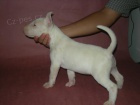  Samec a Samice mini bull teri�r �t��ata na prodej