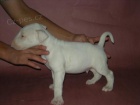  Samec a Samice mini bull teri�r �t��ata na prodej