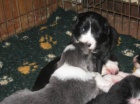 BEARDED COLLIE