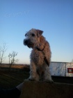 Irish soft coated wheaten terier