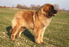 Leonberger ttka