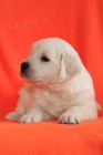 Zlat� retr�vr - golden retriever s PP