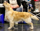 Zlat� retr�vr - golden retriever s PP