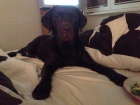 Labrador hn�d� 