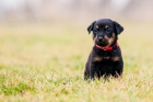 Beauceron ttka s PP ze zahraninho kryt