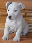 posledn� pejsek jack russell terier