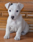 posledn� pejsek jack russell terier